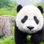 panda1-600x314